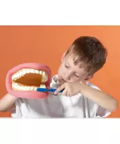 Μοντέλο Στόματος-Δοντιών με Οδοντόβουρτσα