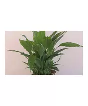 Sword Leaf In A Container