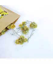Helichrysum stoechas Elixrisos (olive gold) Organic Flower Mediterranean Natural Tea