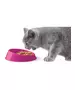 WHISKER-FRIENDLY BOWL FOR CATS